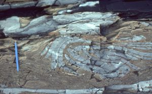 Detached slump folded dololutite (brown)-calcilutite (grey). These thin carbonate beds were deposited on a Proterozoic slope (Costello Fm. Belcher Islands), outboard of really large, platform stromatolite buildups.