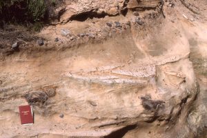 Pebble-lined canyon floor at Black's Beach (upper pebble layer), cutting into estuarine and other paralic facies (root structures and burrows are common). Eocene, California