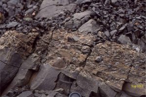 Many shelf cycles in the Bowser Basin succession, terminate abruptly and are overlain by a bed of fossiliferous (ammonites, trigoniids and other molluscs), pebbly, mudstone.  This marks the transition form a highstand (HST) to succeeding transgression; the mudstone is the Transgressive Systems Tract (TST).