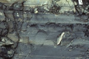 Slope facies consist of relatively undisturbed thin, graded, very-fine grained sandstone-mudstone (thin turbidites), and a few small starved ripples in laminated mudstone-shale. Bowser Basin, British Columbia. Chondrites burrow networks are common.