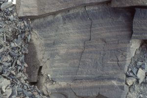 laminated shale, siltstone and very fine sandstone, small slump folds and discordances, syn-sedimentary pull-aparts or boudinage, and microfaults, all features that are  typical of slope facies mudrocks. Bowser Basin, British Columbia.