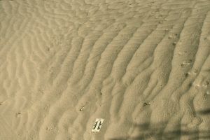 At least two generations of wind ripples in Mesquite Flat dunes. All those trails attest to numerous insects and the larger critters that hunt them.