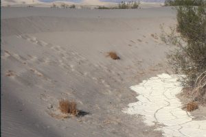 Dune sand at Mesquite Flat, migrating over desiccated pond silts. Death Valley