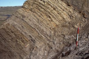 Paleocene tidal bedding (mostly lenticular and wavy bedding) interfingering with  lagoon and marsh. Eureka Sound Group, Ellesmere Island