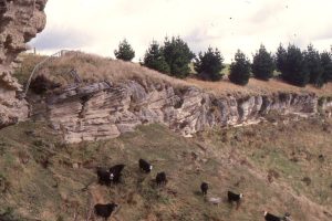 Large planar crossbedded calcareous sandstone, formed either as shelf sandwaves or platform of a tidal inlet flood delta. Late Miocene - Early Pliocene Matemateaonga Fm, Blackhill.