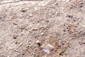 Typical transgressive systems tract (TST) shellbed, Late Miocene - Early Pliocene Matemateaonga Fm, Blackhill, west North Island. Common skeletal constituents are bivalves (Chlamys at bottom centre), gastropods, scaphopods, barnacles, and bryozoa.