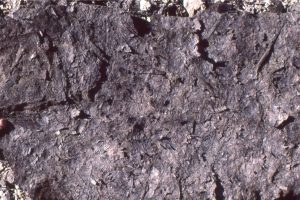 Metasequoia fronds and hardwood leaves. Middle Eocene Buchanan Lake Fm, Geodetic Hills Fossil Forest, Axel Heiberg Island.