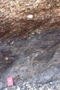 A muddy debris flow consisting almost entirely of slope facies mudstone rip-ups, plus a few pebbles, overlain by clast-supported, canyon-fill conglomerate. Eocene Pt. Lobos submarine canyon, California