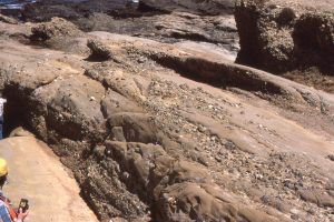 Interbedded canyon-fill conglomerate and turbidites, Eocene Pt. Lobos submarine canyon, California. Some of the conglomerate beds have debris flow characteristics, others may be down-canyon traction current deposits.