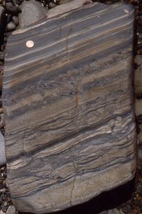 Local slope facies between channelised, canyon-fill conglomerate, presenting delicately laminated siltstone-mudstone, starved ripples with mud-drapes, thin graded beds (looking more like distal turbidites), soft-sediment load structures, and a few sand-filled burrows. Eocene Pt. Lobos submarine canyon, California.