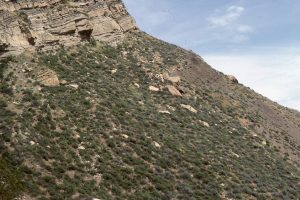 Prodelta to channel and mouth-bar sandstone, Late Miocene Ridge Basin, California.