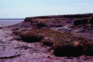 Panoramic view of salt marsh cycles, Minas Basin, Fundy Bay. Modern vegetation includes salt-tolerant sedges.