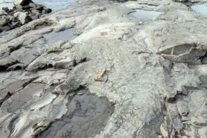 Exhumed trough of a trough crossbed - the trough axis approximately in line with the hammer; paleoflow to lower left. The surface also contains small lunate ripples. Paleoproterozoic Loaf Fm, Belcher Islands, Hudson Bay.