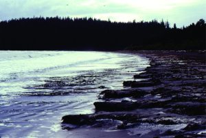 Beach cusps, Long beach, Vancouver Island, formed during a prolonged period of fine weather. The next storm will erode the cusps and redistribute the sand. 