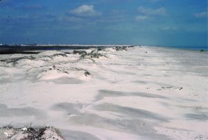 Coastal dunes, Galveston coast, Texas. A storm washover (upper left) encroached and interfingers with lagoonal deposits.