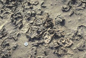 Desiccated, curled, algal mats from a salt marsh near Galveston Texas. The mats are easily disturbed during high or storm tides.