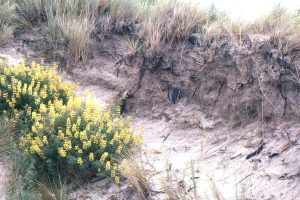 Salt-tolerant grasses and shrubs extend their roots deep into the dunes to capture as much moisture as possible, and in so doing help to stabilize the dune.