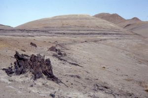 Multiple thin lignite - subbituminous coal beds with exquisitely preserved tree trunks in growth position, Middle Eocene Buchanan Lake Fm, Geodetic Hills, Axel Heiberg Island.  The succession here represents a stacking of flood plain and forested areas adjacent to meandering rivers.  These deposits accumulated in a more distal position to the emerging mountain front during the Eurekan Orogeny.  See a post on the Fossil Forests