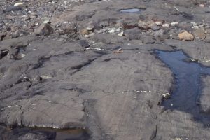 Glacial striae on greywacke; scratches formed as rock fragments are dragged across the bedrock surface by flowing ice during the Last Glaciation (Laurentide Icesheet).