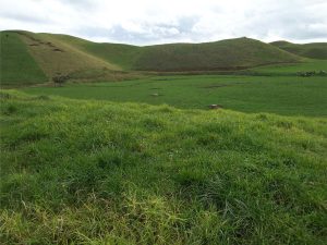 The landward margin of Pleistocene sand dunes, now stabilized. The steep slopes are the old lee slopes (the steep surface of the dune that faces down-wind). When active, the dunes would have migrated towards the viewer. Kariotahi, south Auckland.