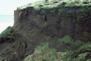 Multiple dune sets in Pleistocene sands (Same cliff face as image above), indicating a fairly consistent orientation of the preserved lee faces, and the direction of dune migration (to the left - east). Kariotahi, Southwest Auckland, New Zealand.