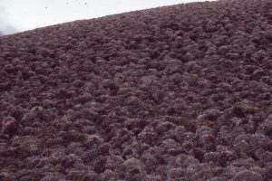 Arctic soils riven with permafrost. Left: Typical patterned ground developed on Arctic permafrost. The hummocks are generally less than a metre wide; their tops are vegetated.