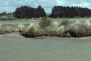 Salt marsh, sedges and small mangroves being transgressed and overlain by tidal flat muddy sands as the shoreline moves landward. This is a modern example of a ravinement surface. Whitford, south Auckland