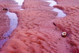 Reactivated 2D dunes with superposed ebb tide ripples, Minas Basin, Fundy Bay