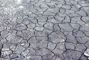 Desiccation cracks and polygons in salt marsh muds, Kaiua, south Auckland, NZ. Salt crystals have precipitated on some parts of the surface because of prolonged exposure between flooding by spring (king) tides.