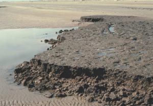 Eroded salt marsh deposits, transgressed by sandy tidal flat - beach. The erosion surface is a modern, active ravinement surface. Galveston, Texas. The carbonaceous, muddy marsh deposits contain abundant root casts and evacuated burrows.