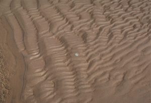 Flood tide ripples over-ridden by smaller ebb tide ripples sets, creating an interference pattern, typical of tidal environments. Minas Basin, Fundy Bay