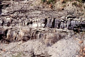 The distal section of a crevasse splay (i.e. farther into the interdistributary bay) - the pencil (right of center) spans the entire splay thickness. It is sandwiched between two coals. Betsy Layne, Kentucky.