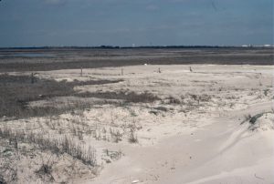 Sand washover fan breaching coastal dunes and interfingering with lagoonal - marsh deposits, Galveston coast, Texas