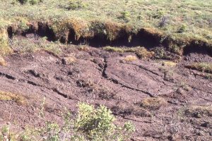 Thermokarst slumping, caused by shallow melting permafrost soils and subsoils