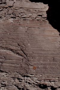 Thin, graded sandstone beds are more common in the transition from distributary mouth-bar to prodelta. Pikeville, Kentucky