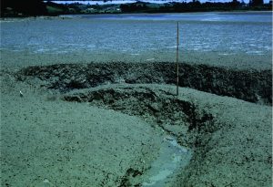 Small meandering tidal channel in very muddy estuarine tidal flats, Whitford Estuary, south Auckland. Bank failure is common. The surface is littered with the gastropod Amphibola crenata and crustacean burrows.