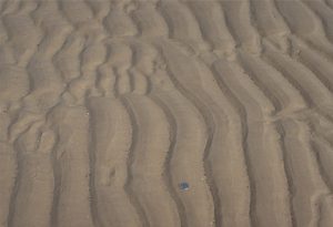 Sandy tidal flat, straight- to wavy-crested ripples, locally bifurcated; flow to the right. Minas Basin, Fundy Bay