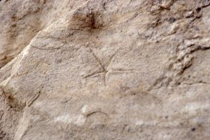 Resting impression of a brittle starfish (echinoid), Asteriacites,  Jurassic, Ellesmere Island.