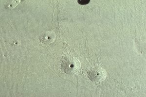 Modern, small sand mounds produced during bivalve (Paphies subtriangulata) feeding and expulsion on a beach at low tide.