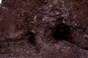 Small thrust fault through proximal, bouldery, syntectonic conglomerate, Geodetic Hills, Axel Heiberg Island.  Hammer lower center. Boulders to 50cm wide.