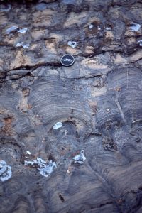 Bulbous forms with excellent preservation of original laminae that in some cases can be traced across 2 and 3 branches. Both are oblique to bedding. McLeary Fm. Intercolumn sediment is dolomitized carbonate mud.