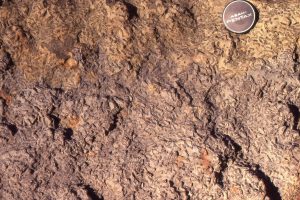 Abundant Chondrites have completely churned this shelf deposit. Grizzly Gorge, Yukon.