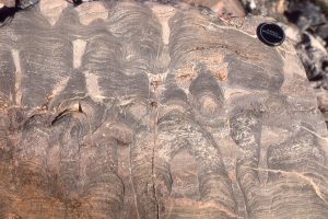 Domal, digitate, and coalescing stromatolite columns, growth habits that changed with environmental conditions or interruptions in growth (e.g. storms), McLeary Fm. Image on right has an erosional discordance at the pen tip. branching began during mat regrowth.