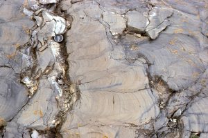 Large stromatolite domes like those above, can transform to more digitate columns higher in the bedding unit. This probably represents subtle changes in environment, such as local bottom currents, or growth that was interrupted by storms. Mavor Fm.