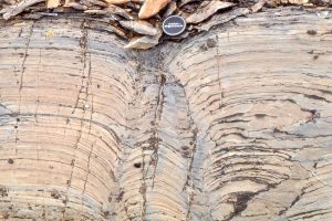 Large, closely-spaced, low relief stromatolite domes; synoptic relief was 5-8cm.  Look closely at the laminae and in some you will see continuity from one dome to another, and in others discontinuities and overlaps 2-4 laminae thick. Mavor Fm.