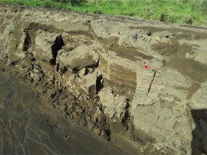 Cross-section through the Kariotahi mini fan delta. Mostly Laminated and rippled sand and a few mud stringers, with a layer of disrupted sand-mud at the red arrow.