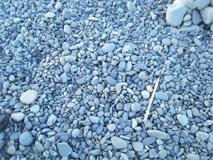 Beach gravels at Haumoana, NZ; typically clast-supported frameworks of well rounded, oblate to platey pebbles and cobbles.  The texture and lack of fine matrix are in keeping with the high wave energy along this coast.