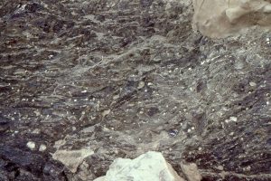 Lower Miocene Pholad borings into a greywacke sea-stack (eventually blanketed by turbidites) in basal Waitemata Basin shelf-beach deposits. The borings are mostly filled with mudstone. Matheson's Bay, Auckland.