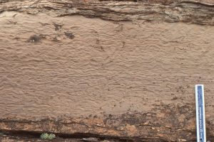 Detail of the wavy and crinkly cryptalgal laminae, through a (2nd order) mound crest (left) and trough. The synoptic relief on any lamination is rarely more than a centimetre.