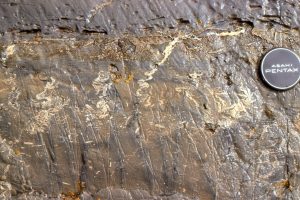 Molar tooth structures in dolomitic mud. Their origin has been described variously as shrinkage cracks caused by changes in salinity, CO2 gas expansion (from decaying mats?), wave loading, clathrates, and seismically-induced changes in pore pressures.  They are not worm burrows!